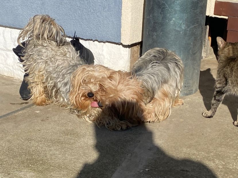  - AAA Yorkshire Terrier mini toy