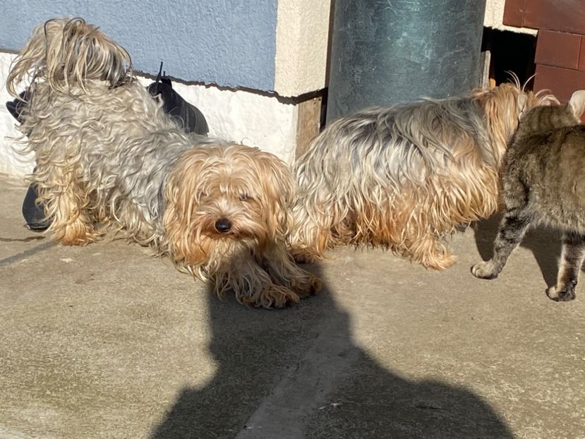  - AAA Yorkshire Terrier mini toy