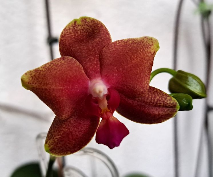 Bronze Buddha - Phalaenopsis 2