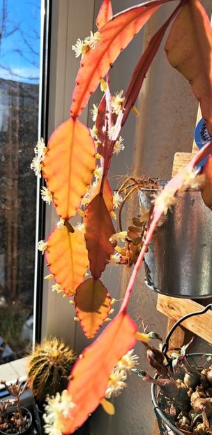  - Cactusi si suculente