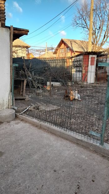 Coloratul si Puicutele  - Gaini 2024