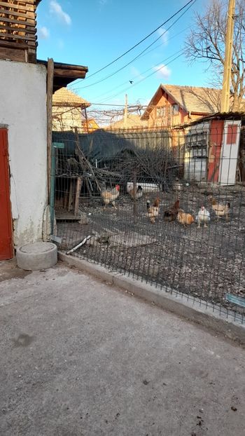 Coloratul - Gaini 2024