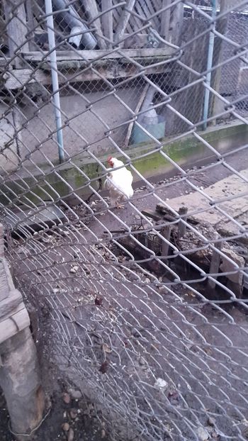 Motatul - Gaini 2024