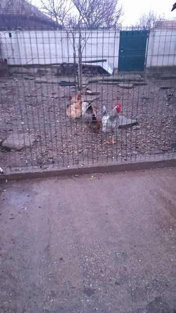 Pestritul - Gaini 2024