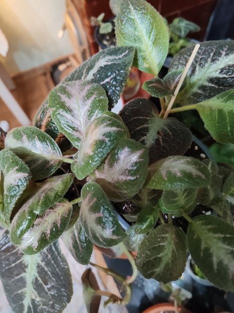  - Episcia Spring Synphony