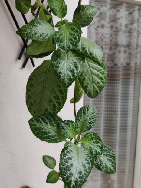  - Episcia My Precious