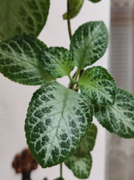  - Episcia My Precious