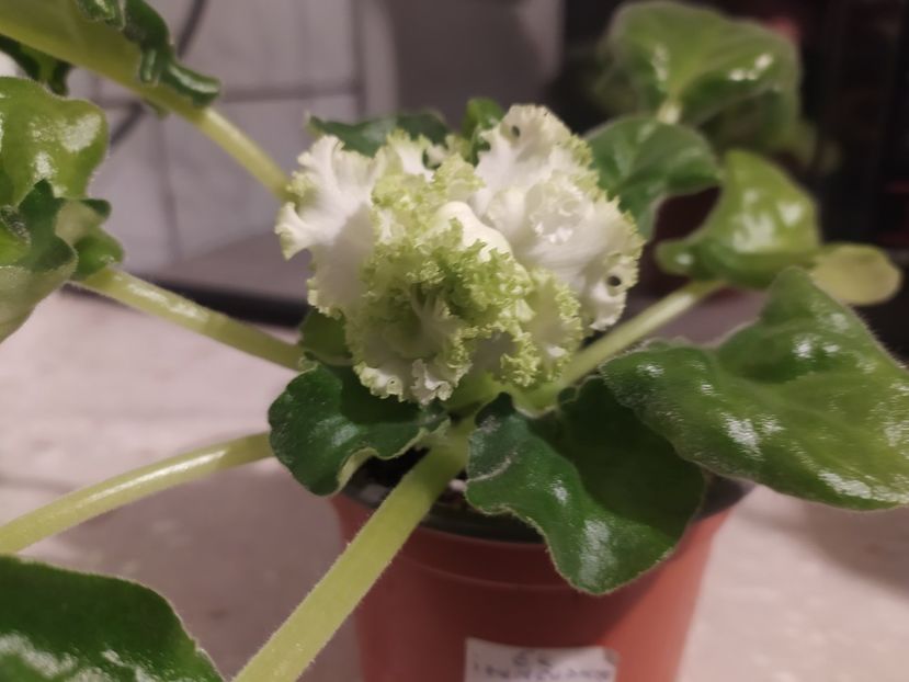 7 februarie 2024 - EK Izumrudnye Rozy