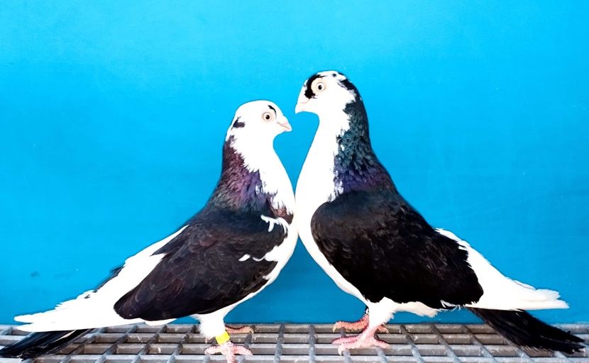 Perechea  16 - B - Perechi 2024