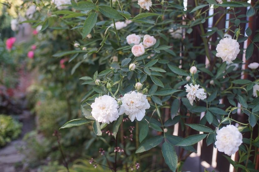  - Rosa alba cymbaefolia