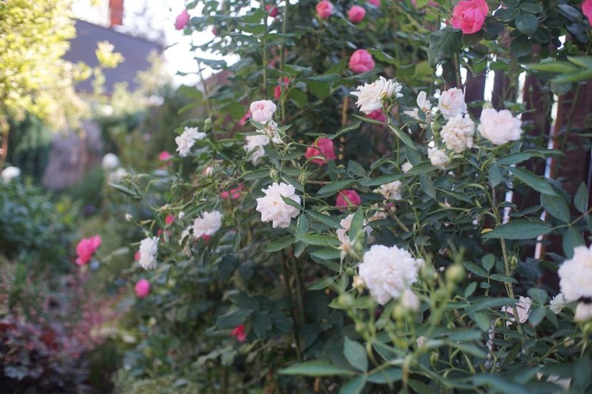  - Rosa alba cymbaefolia