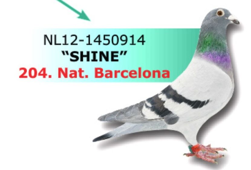 Mama lui NEW GOOR - NEW GOOR - Original Ludo Haesen nepot GOOR 16 nat Barcelona Jos Thone