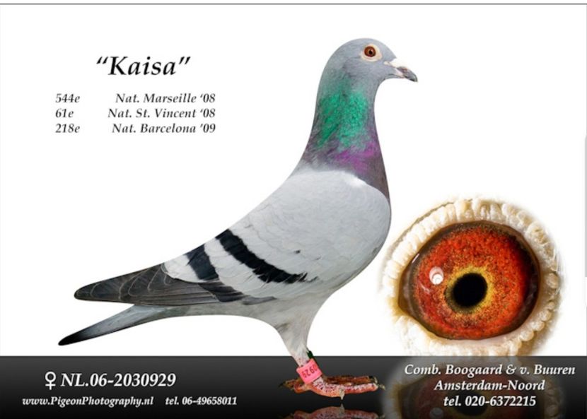 Strabunica lui NEW GOOR - NEW GOOR - Original Ludo Haesen nepot GOOR 16 nat Barcelona Jos Thone