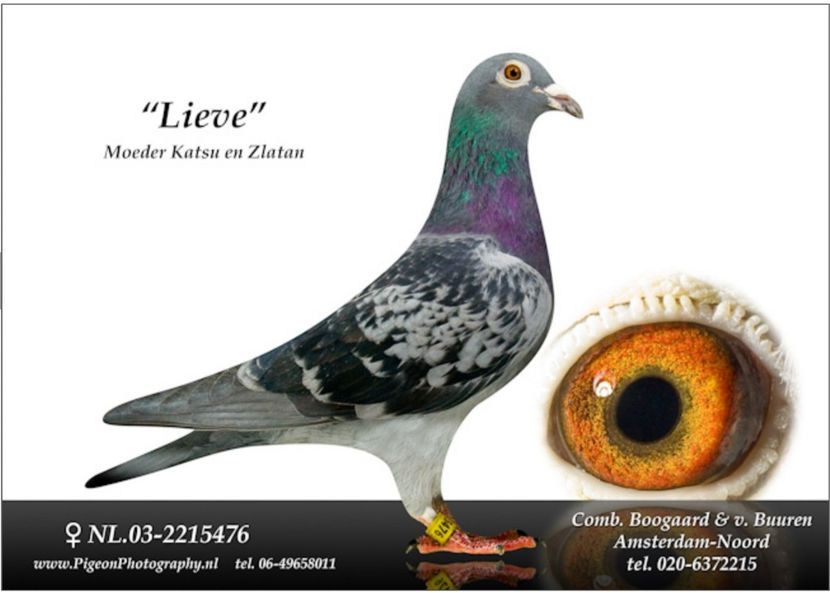 Mama lui KATSU - NEW GOOR - Original Ludo Haesen nepot GOOR 16 nat Barcelona Jos Thone