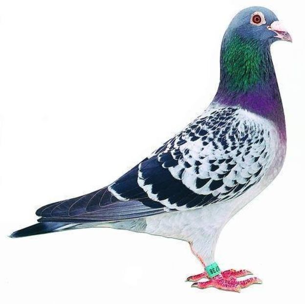 Strabunic NEW GOOR - NEW GOOR - Original Ludo Haesen nepot GOOR 16 nat Barcelona Jos Thone