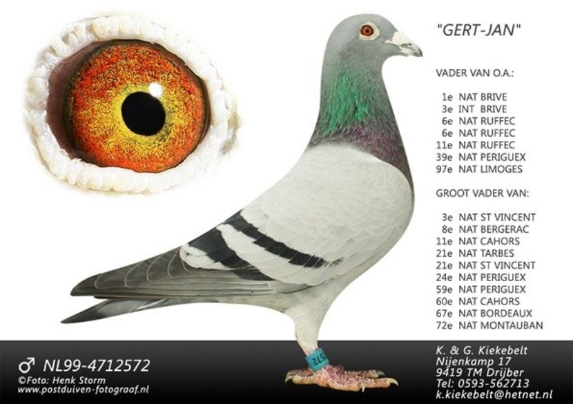 Strabunic SHINE - NEW GOOR - Original Ludo Haesen nepot GOOR 16 nat Barcelona Jos Thone