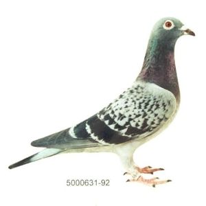 8ae47-josthone_poco - NEW GOOR - Original Ludo Haesen nepot GOOR 16 nat Barcelona Jos Thone