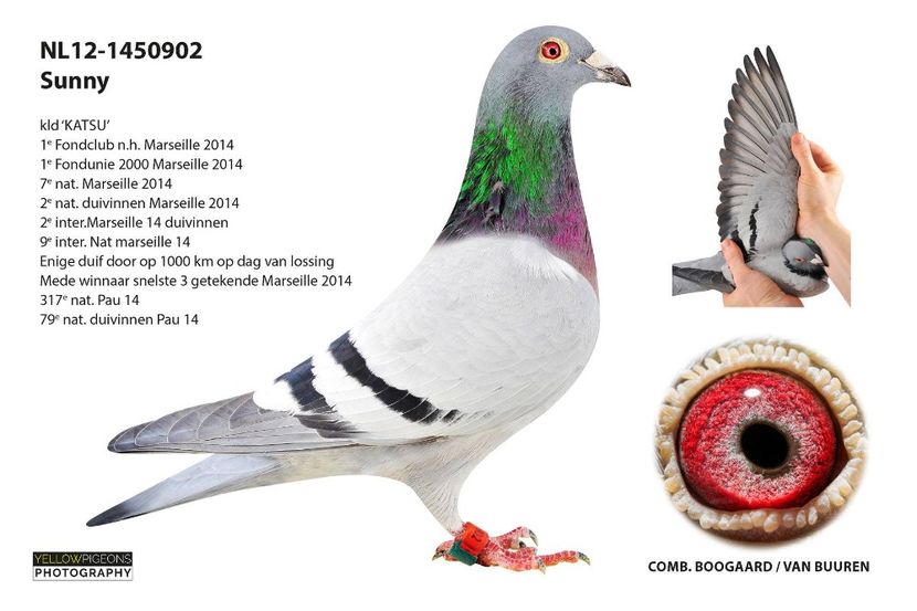 Sunny (1) - NEW GOOR - Original Ludo Haesen nepot GOOR 16 nat Barcelona Jos Thone