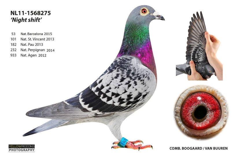 Night-Shift - NEW GOOR - Original Ludo Haesen nepot GOOR 16 nat Barcelona Jos Thone