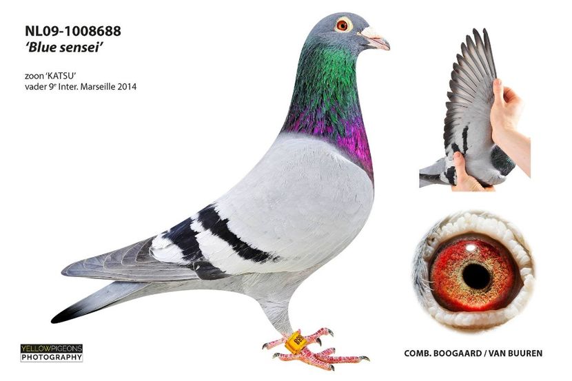 Bunicul lui GOOR - NEW GOOR - Original Ludo Haesen nepot GOOR 16 nat Barcelona Jos Thone