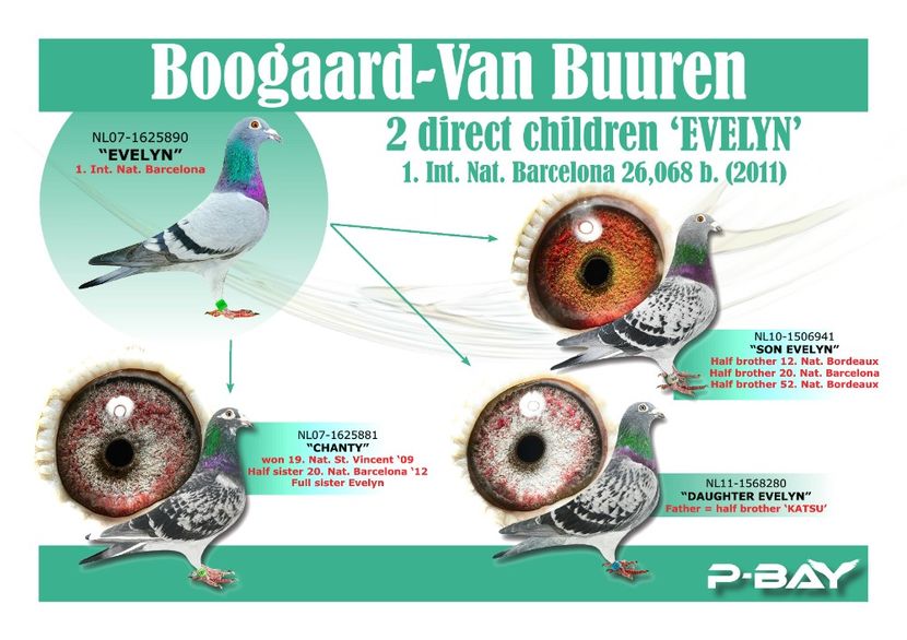  - NEW GOOR - Original Ludo Haesen nepot GOOR 16 nat Barcelona Jos Thone