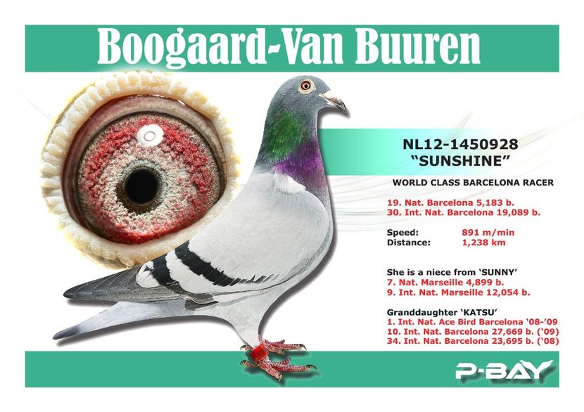  - NEW GOOR - Original Ludo Haesen nepot GOOR 16 nat Barcelona Jos Thone