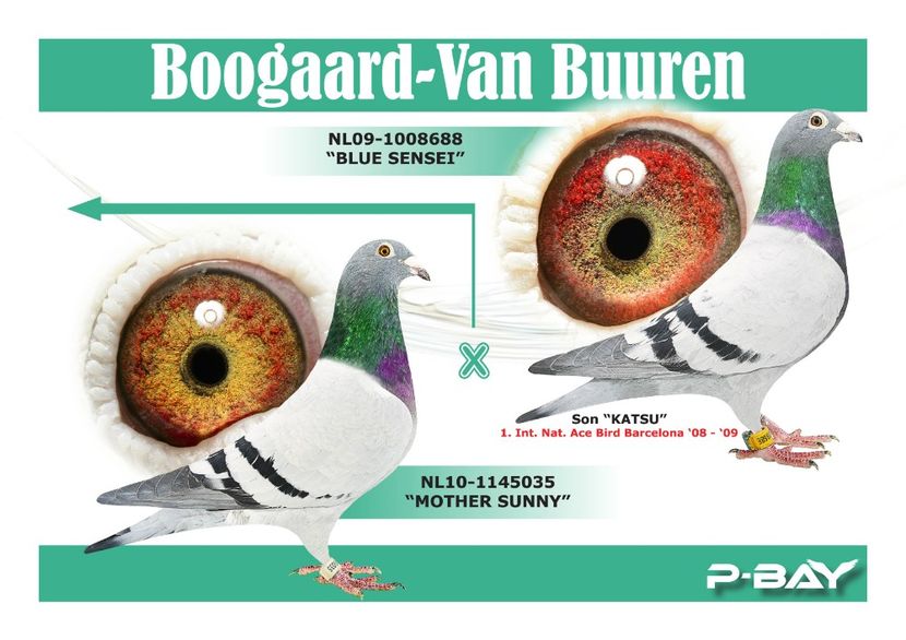  - NEW GOOR - Original Ludo Haesen nepot GOOR 16 nat Barcelona Jos Thone