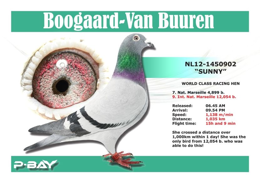  - NEW GOOR - Original Ludo Haesen nepot GOOR 16 nat Barcelona Jos Thone