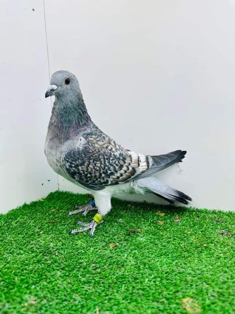  - Nu îmi aparțin 7