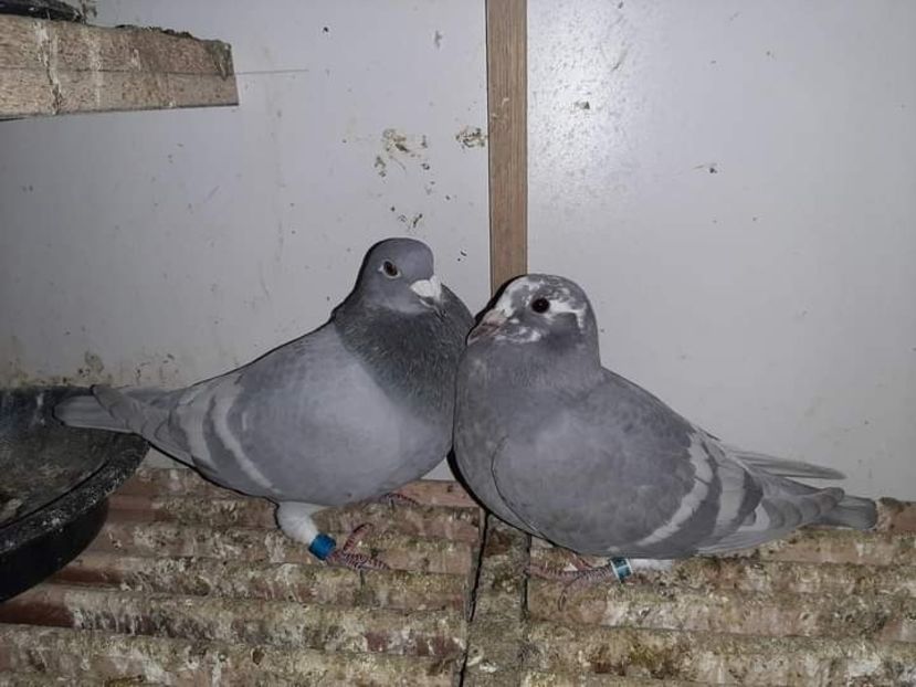  - Nu îmi aparțin 7