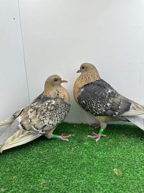  - Nu îmi aparțin 7