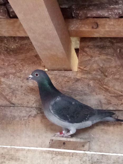 Femelă-2023 - perechea 15