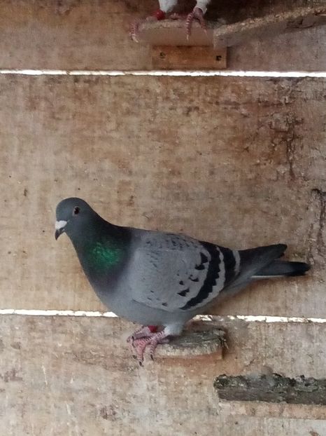 Femelă-2023 - Arhiva-amintiri