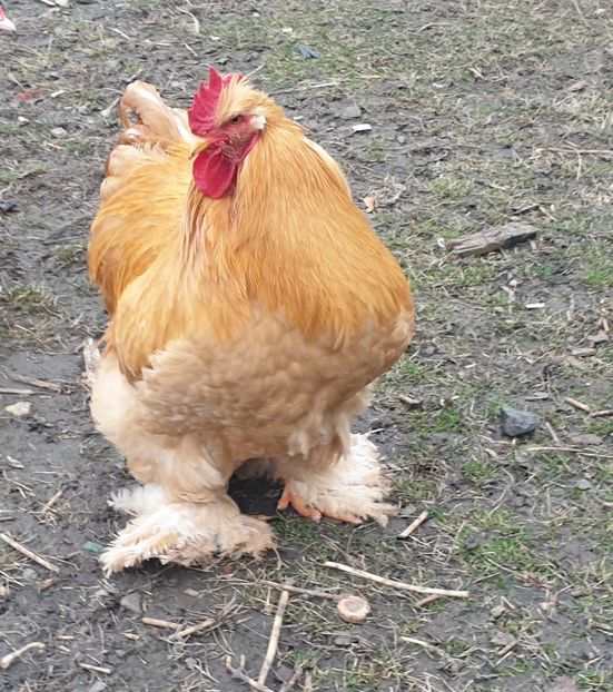  - Cochinchina galben