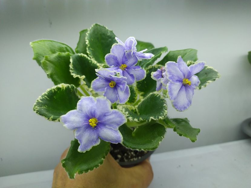 8 februarie 2024 - VaT Kholodnoe Serdtse