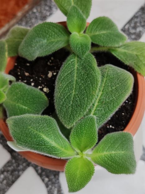  - Episcia BLUE HEAVEN