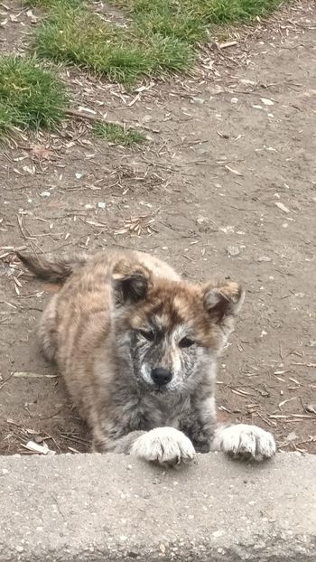 IMG-20230412-WA0000 - Akita Inu