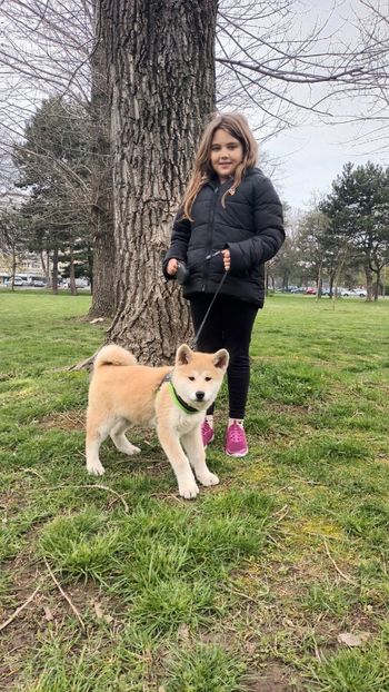 IMG-20230412-WA0005 - Akita Inu