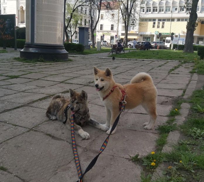 IMG-20230420-WA0001 - Akita Inu