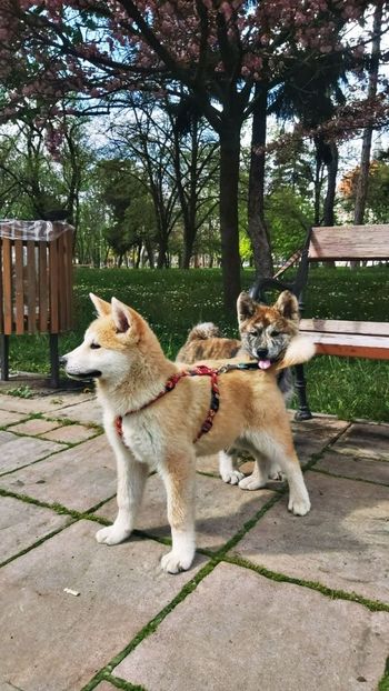 IMG-20230420-WA0003 - Akita Inu