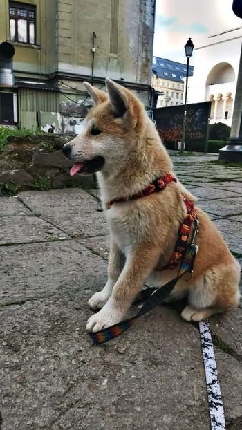 IMG-20230420-WA0005 - Akita Inu