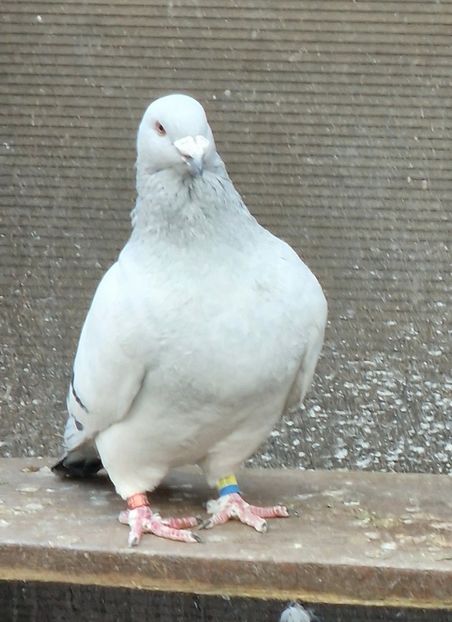  - MATCĂ 2024