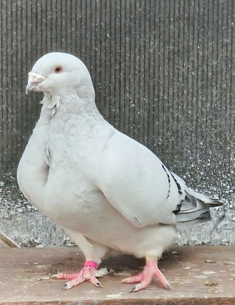  - MATCĂ 2024