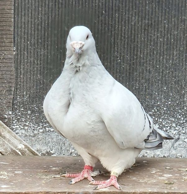  - MATCĂ 2024