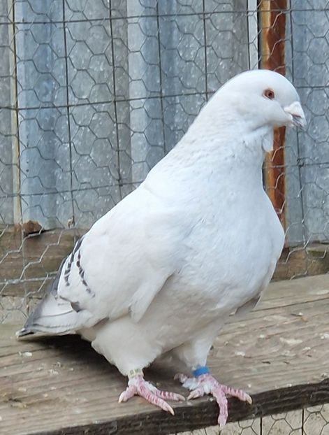  - MATCĂ 2024