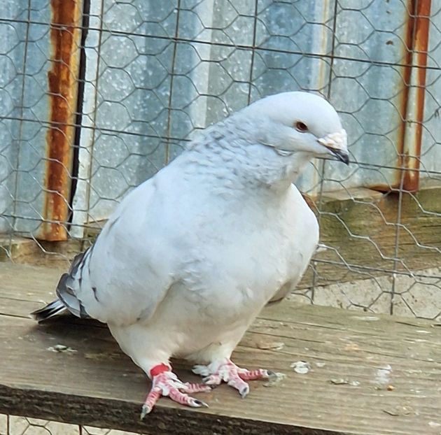  - MATCĂ 2024