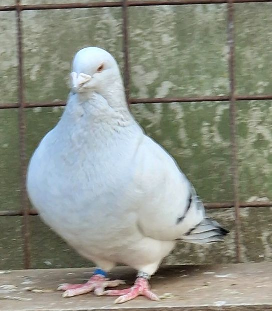  - MATCĂ 2024