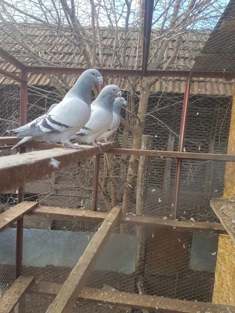 Messenger_creation_ba77ea1f-c236-4d5b-9e90-64bcacc4f568 - Porumbei 2024