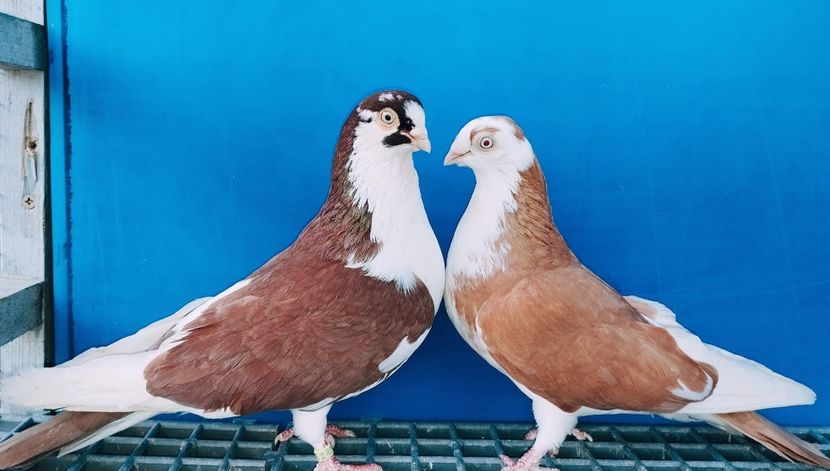 Perechea  40 - B - Perechi 2024