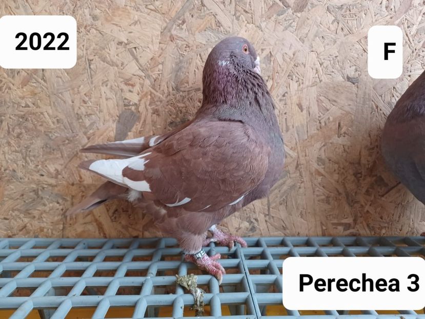 IMG-20240209-WA0011 - AGH - De vânzare